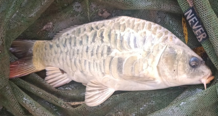 Ghosti beauty