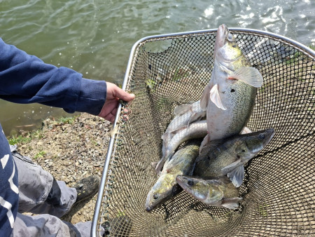 Neubesatz Zander