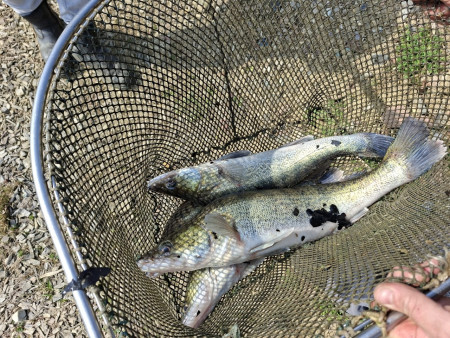 Neubesatz Zander